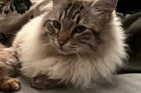 Animaux perdus , photo: Chat perdu, mâle blanc/gris, Saint-Martin-de-Crau