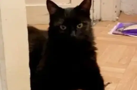 Animaux perdus Denain, photo: Chat perdu femelle, Rue Roger Salengro, Denain, Paris