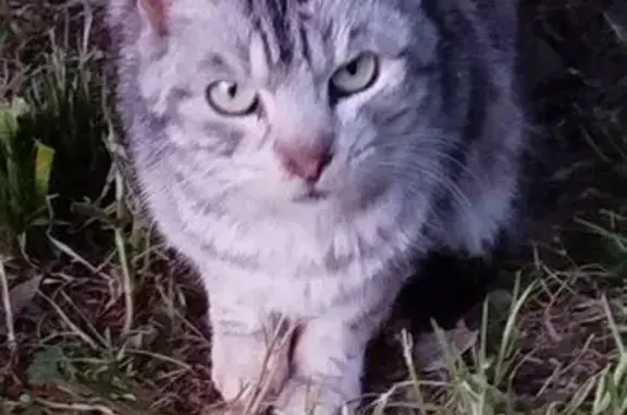 Chat trouvé Candé, photo: Chat trouvé, Place Ernest l'Hermitte, Candé - semble sourd