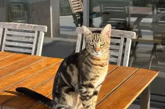 Chat perdu, Vence, photo: Chat perdu, Chemin de Malbosquet, Vence - tigré avec reflets dorés