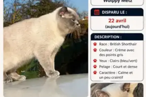 Animaux perdus Lyon, photo: Chat perdu, Rue de Metz, 50, Woippy - British Shorthair crème