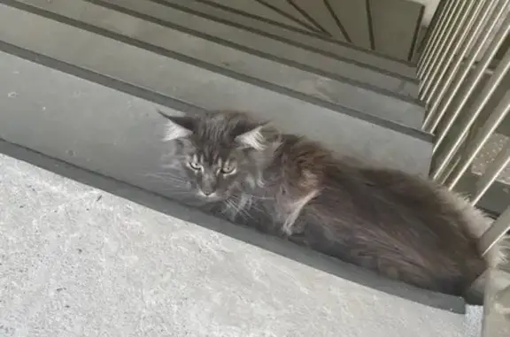 Animaux trouvés Paris, photo: Chat trouvé, Rue Paul Montrochet, Lyon - Maine coon gris apeuré