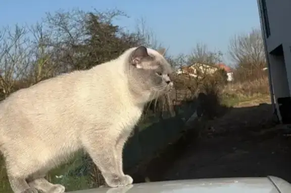 Animaux perdus Lyon, photo: Chat perdu, Woippy, Lyon - british mâle