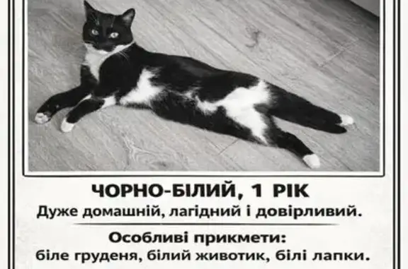 Зникла кішка, вулиця Героїв Майдану, 77, Чернівці - photo