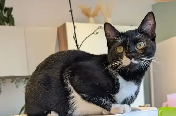 Chat perdu, Rue Demersay, Bellegarde, Paris - femelle noire et blanche - photo