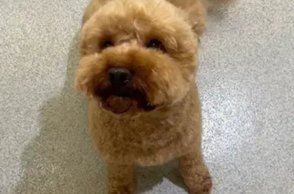 Lost pets Melbourne, photo: Lost male dog, Boroondara, Manningham - large Cavoodle