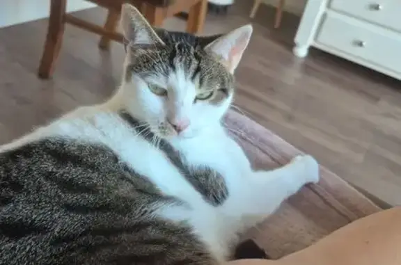 Lost cat, Scott Avenue, Marion - female, white with brindle patches - photo