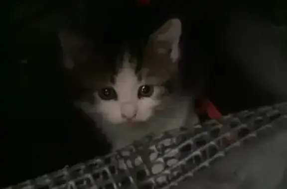 Animaux trouvés Albi, photo: Chat trouvé, Rue de Canavières, Albi - sociable malgré l'appréhension