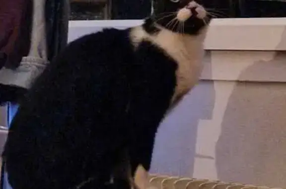 Animaux perdus Paris, photo: Chat perdu, Rue des Petites Pannes, Angers - mâle noir avec cou blanc