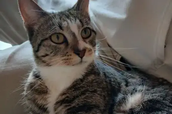Chat perdu, Rue des Lilas, 7, Offrethun, Marquise - femelle très sociable - photo