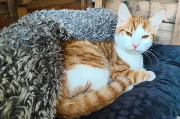 Chat trouvé Paris, photo: Chat trouvé, Amboise, Centre-Val de Loire - petit mâle d'un an