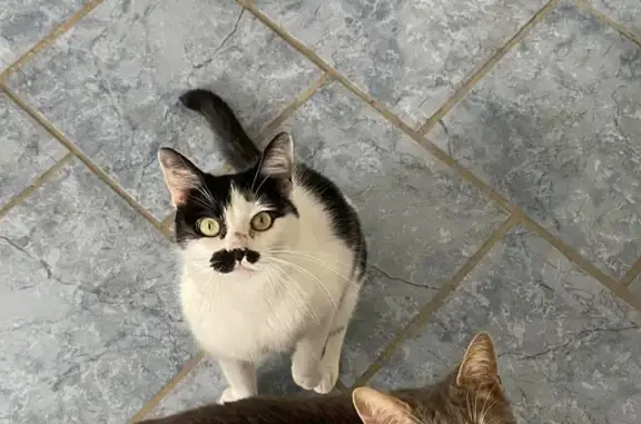 Chat perdu, Paris, photo: Chat perdu, Rue de l'Europe, Bruay-la-Buissière - femelle noir et blanc
