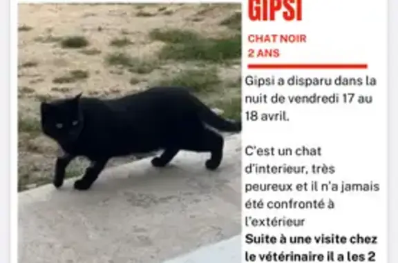 Chat mâle perdu, Saint-Pierre-Bénouville, Paris - noir avec des poils en moins - photo