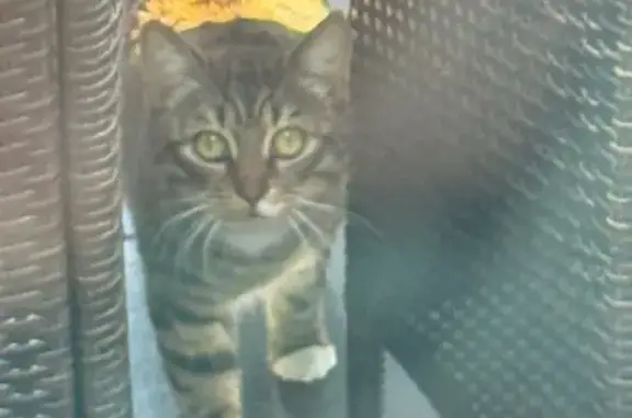 Animaux trouvés Rumilly-en-Cambrésis, photo: Chat trouvé, Rue Louis Blériot, Rumilly-en-Cambrésis - très craintif