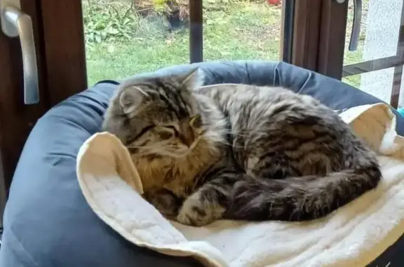 Animaux perdus Paris, photo: Chat perdu, Saint-Égrève, Paris - mâle tigré à poils longs