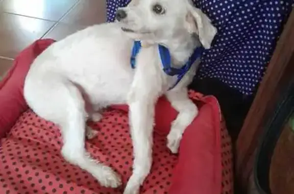 Cachorro perdido Macho (brl002674) - photo