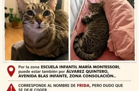 Perdido gato, Avenida del Ejército, Utrera - hembra atrigada gris oscura - photo