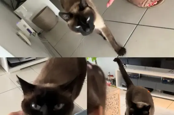Animaux perdus Gaillard, photo: Chat perdu, Ville-la-Grand, Gaillard - siamoise couleur chocolat