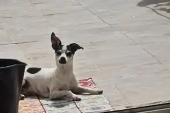 Perdido perro, Calle Granero, Algeciras - color blanco con manchas negras - photo