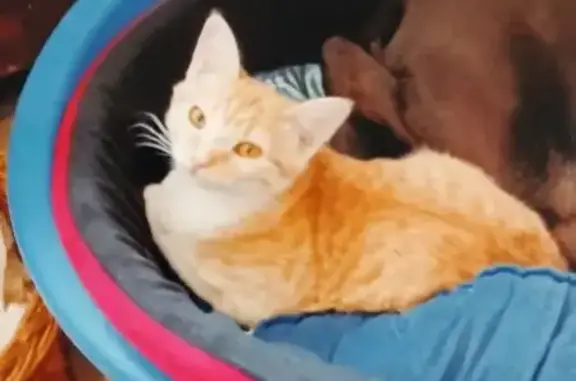 Animaux perdus Montpellier, photo: Chat perdu, Saint-Chély-d'Apcher, Montpellier - femelle rousse