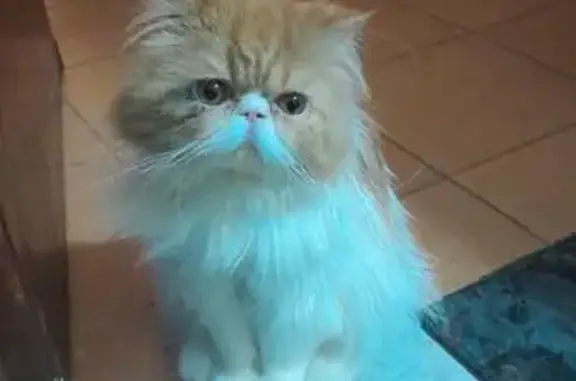 Perdido gato, Marbella, Andalucía - persa de un año, naranja y blanco - photo