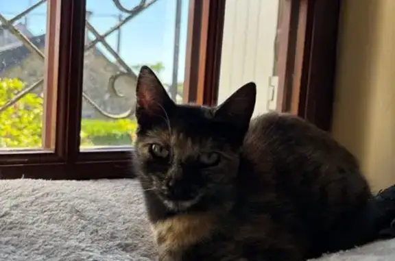 Chat trouvé Paris, photo: Chat trouvé, Évellys, Paris - écaille de tortue
