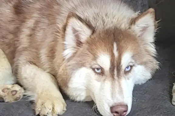 Lost female dog, Hilda Ann Drive, Swansea - blue eyes and fluffy pink collar - photo