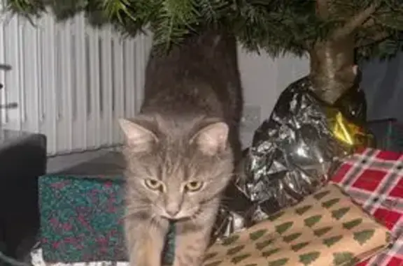 Animaux perdus Paris, photo: Chat perdu, Ver-sur-Mer, Normandie - femelle de petite corpulence