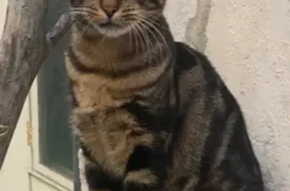 Chat perdu, Rue du Commerce, Bourges - mâle tigré marron noir - photo