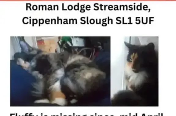 Missing cat Farnham Royal, photo: Lost female cat, Streamside, Slough - calico with green eyes