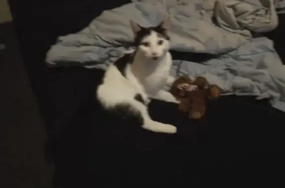 Lost pets West Torrens, photo: Lost cat, James Melrose Road, West Torrens - black and white, one year old