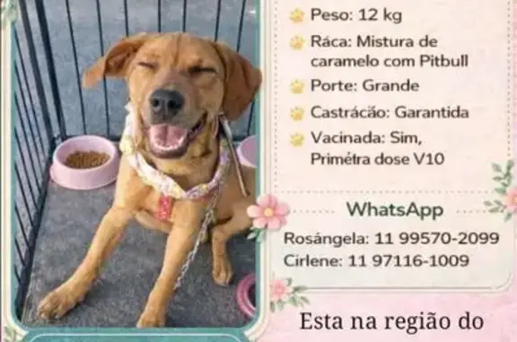 Cachorro encontrado Fêmea (brf...