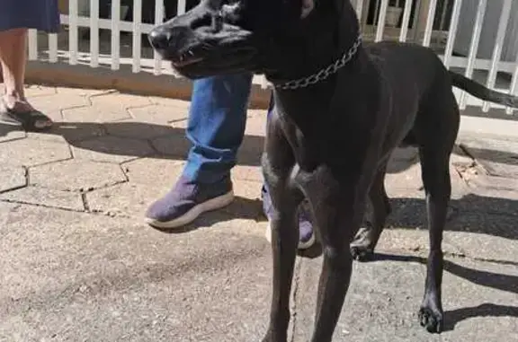 Cachorro encontrado Macho (brf...