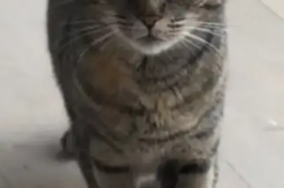Animaux perdus Colmar, photo: Chat perdu, Wolfisheim, Colmar - femelle craintive