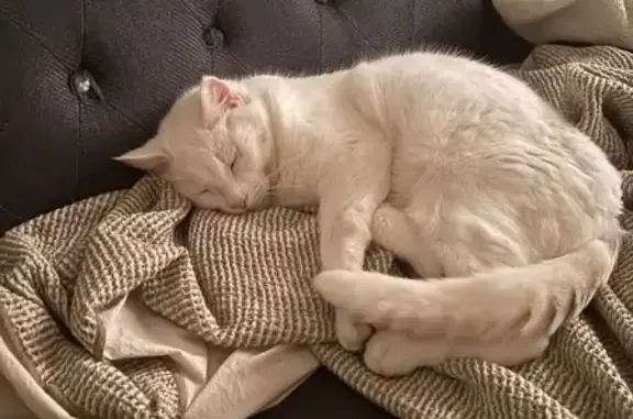 Chat perdu, La Garenne-Colombes, photo: Chat perdu, Boulevard de la République, La Garenne-Colombes - Chamallow blanc avec plaie