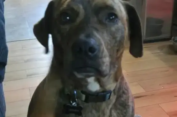 Lost female dog, Hayesville, Oregon - brown brindle with white patch - photo