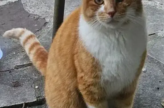 Animaux trouvés Paris, photo: Chat trouvé, Longnes, Île-de-France - mâle castré roux et blanc