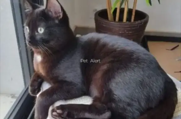 Chat perdu, Frouzins, Paris - Sirius noir avec tâche blanche - photo
