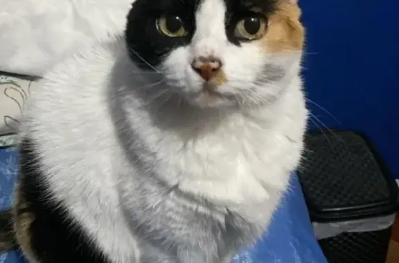Gato desaparecido Fêmea (brl00...