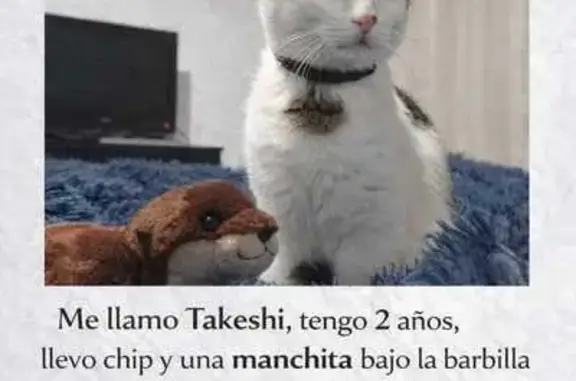 Perdido gato, Sacedón, Castilla-La Mancha - mancha tipo corbata - photo