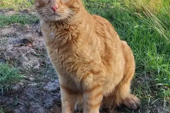 Animaux perdus Anglet, photo: Chat perdu, Avenue Maréchal Harispe, Bayonne - ELIOTT, chat de Gouttière roux