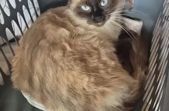 Chat perdu, Nogent-le-Bas, photo: Chat perdu, Nogent, Grand Est - Stella, marron et noire