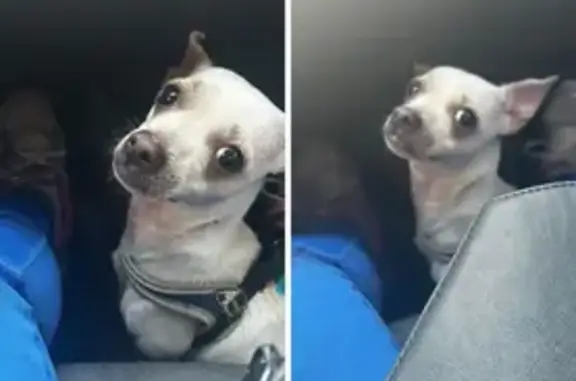 Perdido perro hembra, Calle Guadamacilero Juan Carrillo, 5, Córdoba - photo