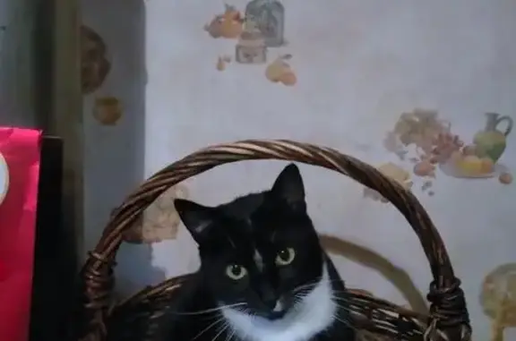 Animaux perdus Paris, photo: Chat perdu, Orchamps, Paris - femelle noire et blanche