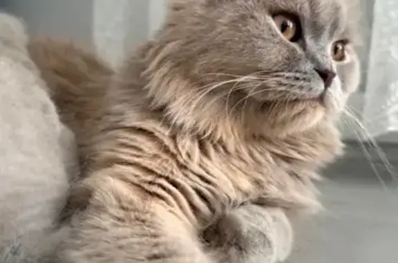 Chat perdu, Chemin la Lande de Bertin, Beychac-et-Caillau - british shortair femelle - photo