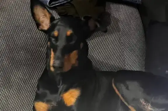 Чорний доберман, дівчинка, стерелізована, 9 сосків. Відзивається на Лея; Одне вушко, ліве, не стоїть прямо, а зігнуте;