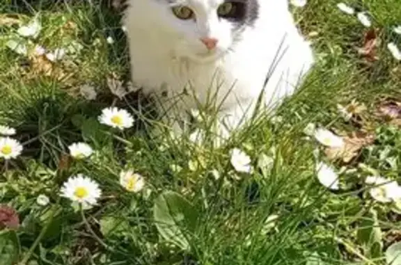 Chat perdu, Villejust, photo: Chat perdu, Chemin du Rocher, Villejust - Snow, noire et blanche