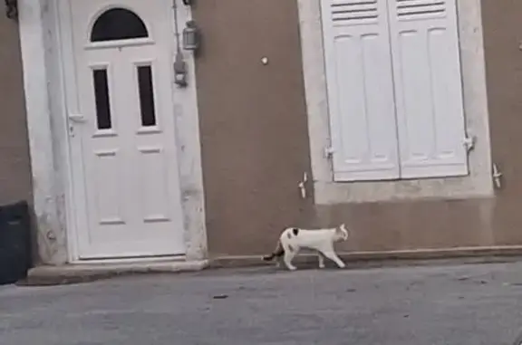 Chat trouvé Paris, photo: Chat trouvé, Rue de la Gare, Voujeaucourt, Paris - blanc avec taches noires