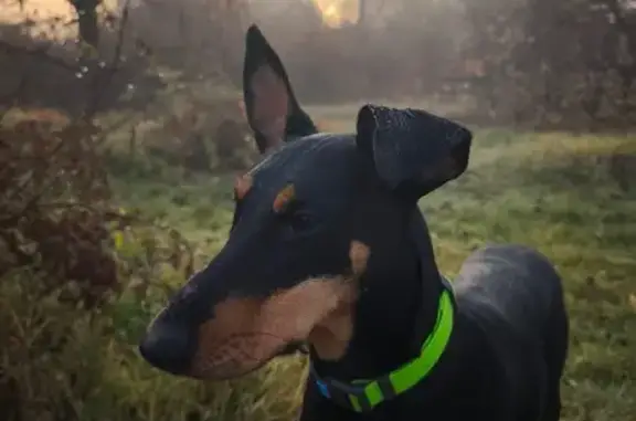 Прикмети: – чорна з підпалом – одне вушко не стоїть (трохи западає вниз) – має 9 сосків (замість 10) – була в яскраво зеленому ошийнику (без адресника) Зникла в районі- Мальованка, Дослідна станція (Годилів), Героїв Майдану, вул. Рівненська