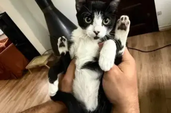 Gato desaparecido Fêmea (brl002678) - photo